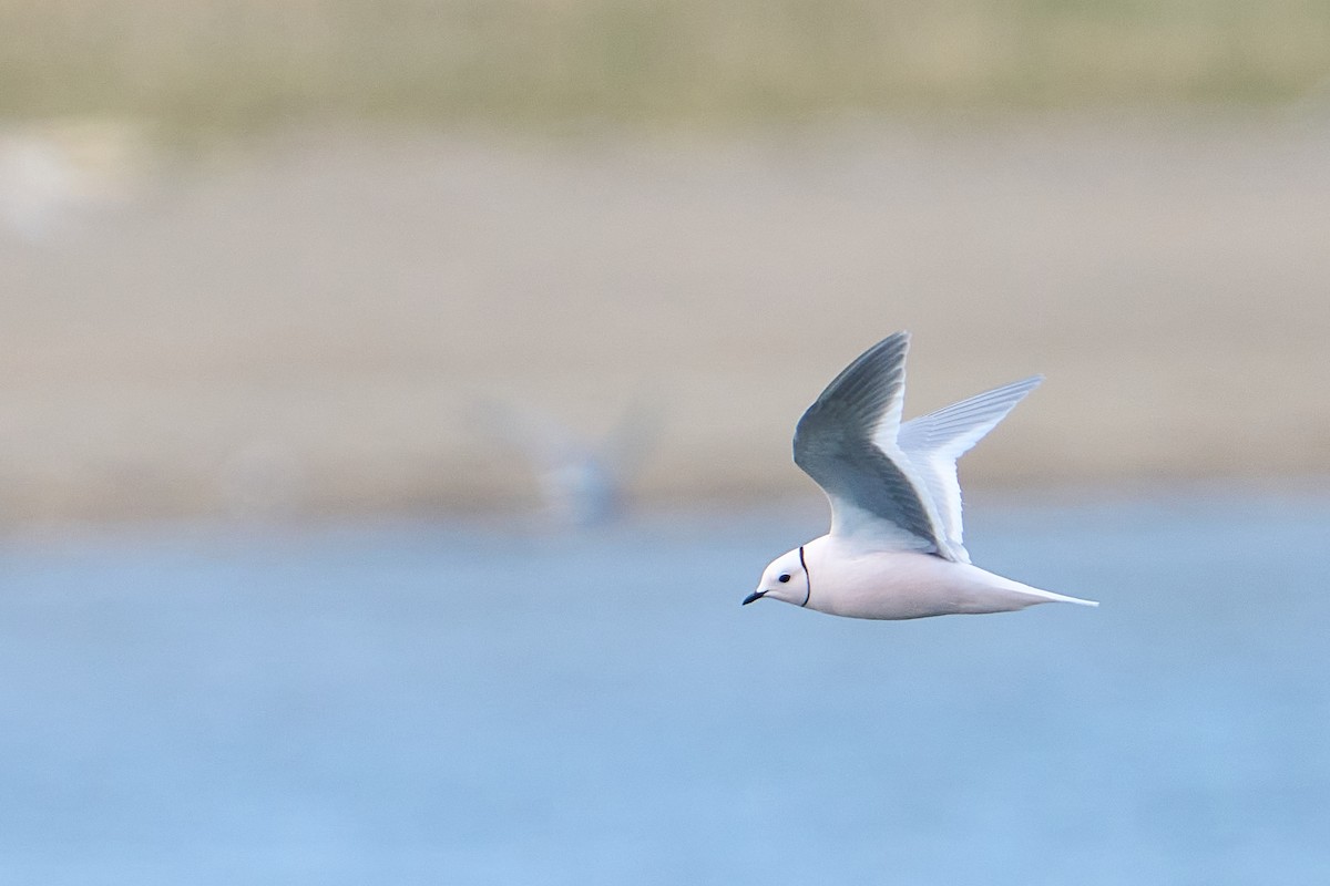 Ross's Gull - ML640884140