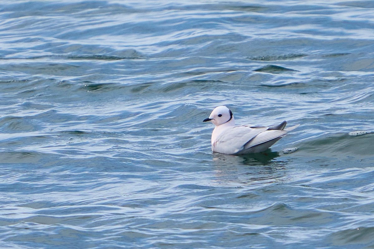 Ross's Gull - ML640884141
