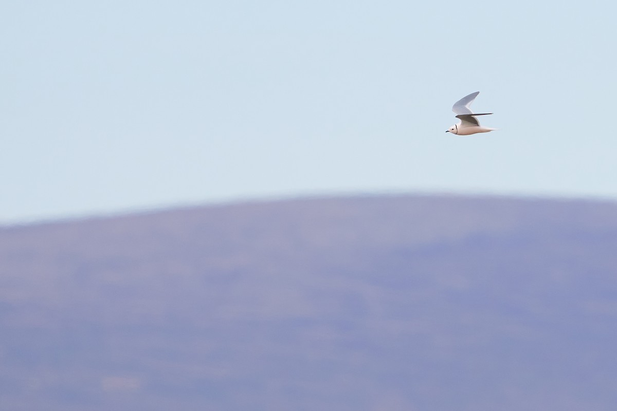 Ross's Gull - ML640884142