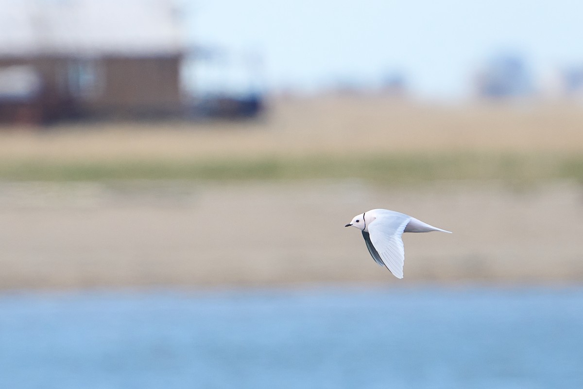Ross's Gull - ML640884144