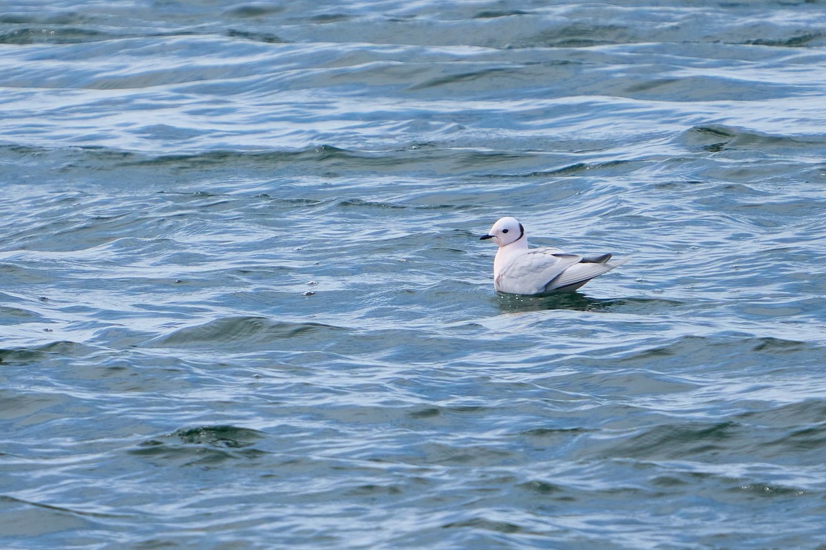 Ross's Gull - ML640884145