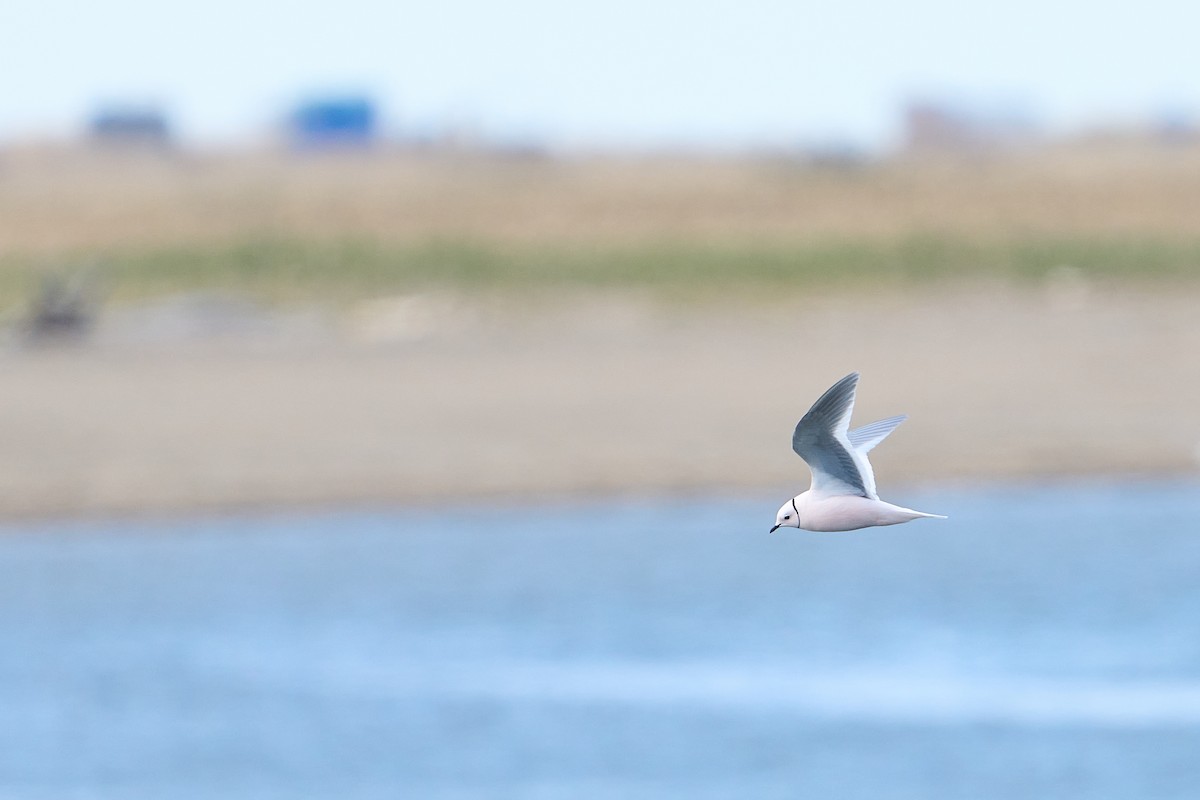 Ross's Gull - ML640884146
