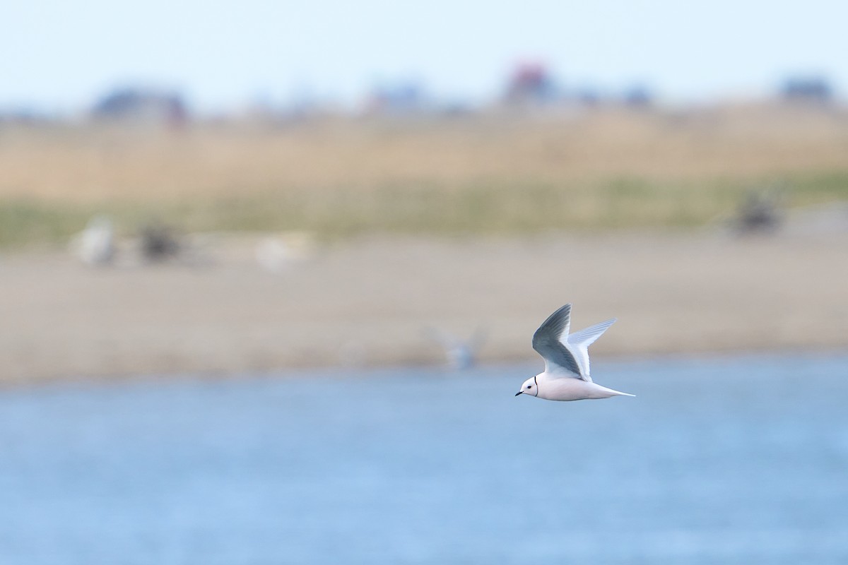 Ross's Gull - ML640884147