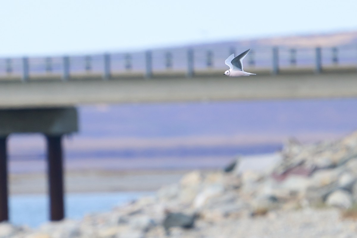 Ross's Gull - ML640884149