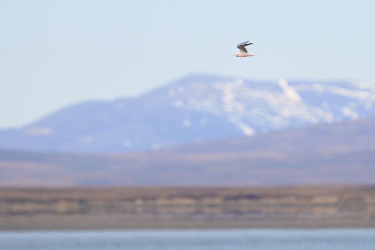 Ross's Gull - ML640884150