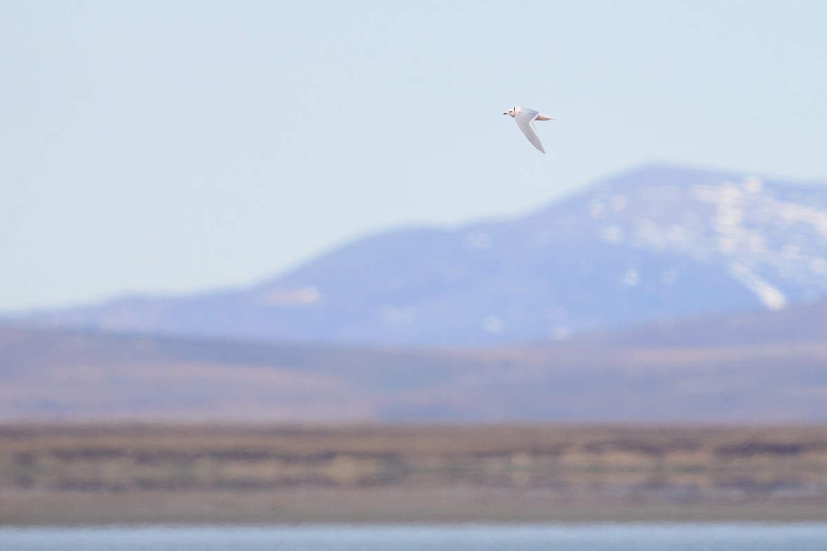Ross's Gull - ML640884151