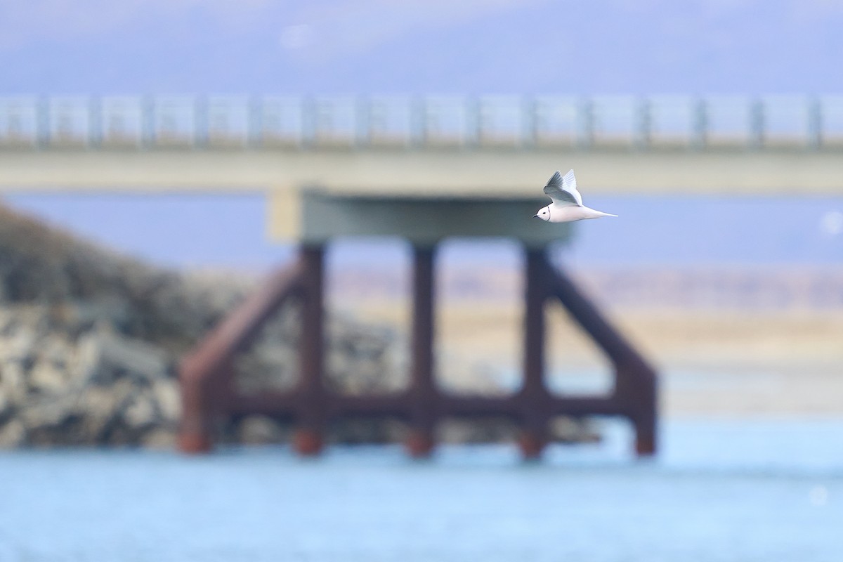 Ross's Gull - ML640884152