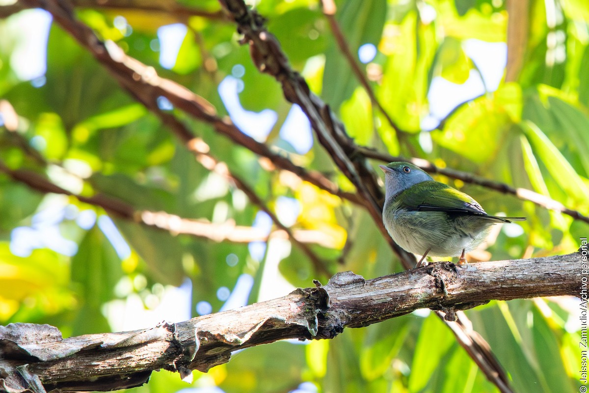 Pin-tailed Manakin - ML640884157
