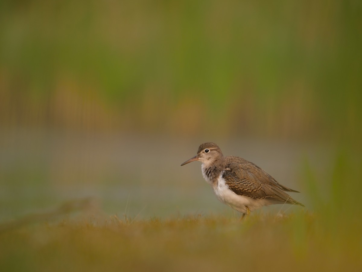 Spotted Sandpiper - ML640884192