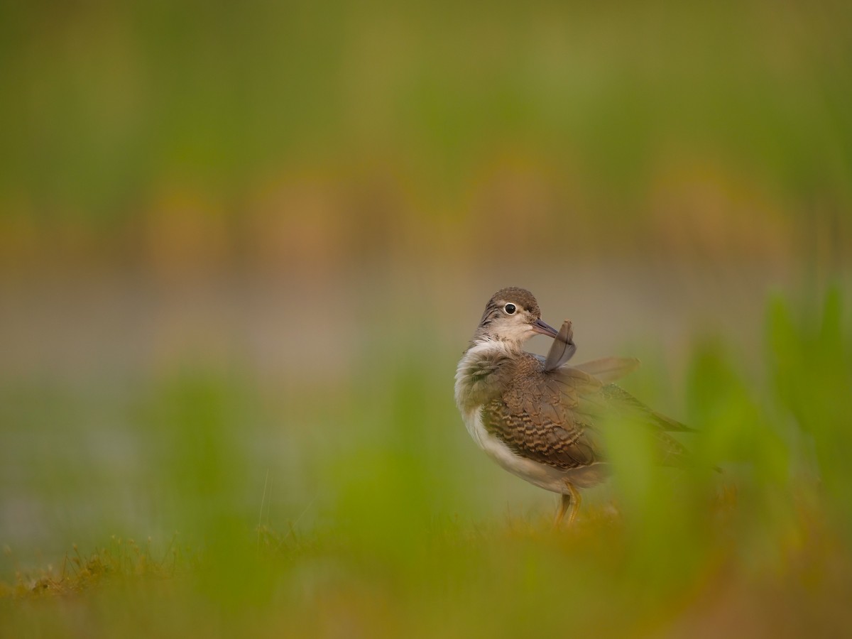 Spotted Sandpiper - ML640884193