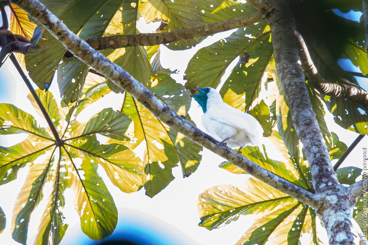 Bare-throated Bellbird - ML640884194