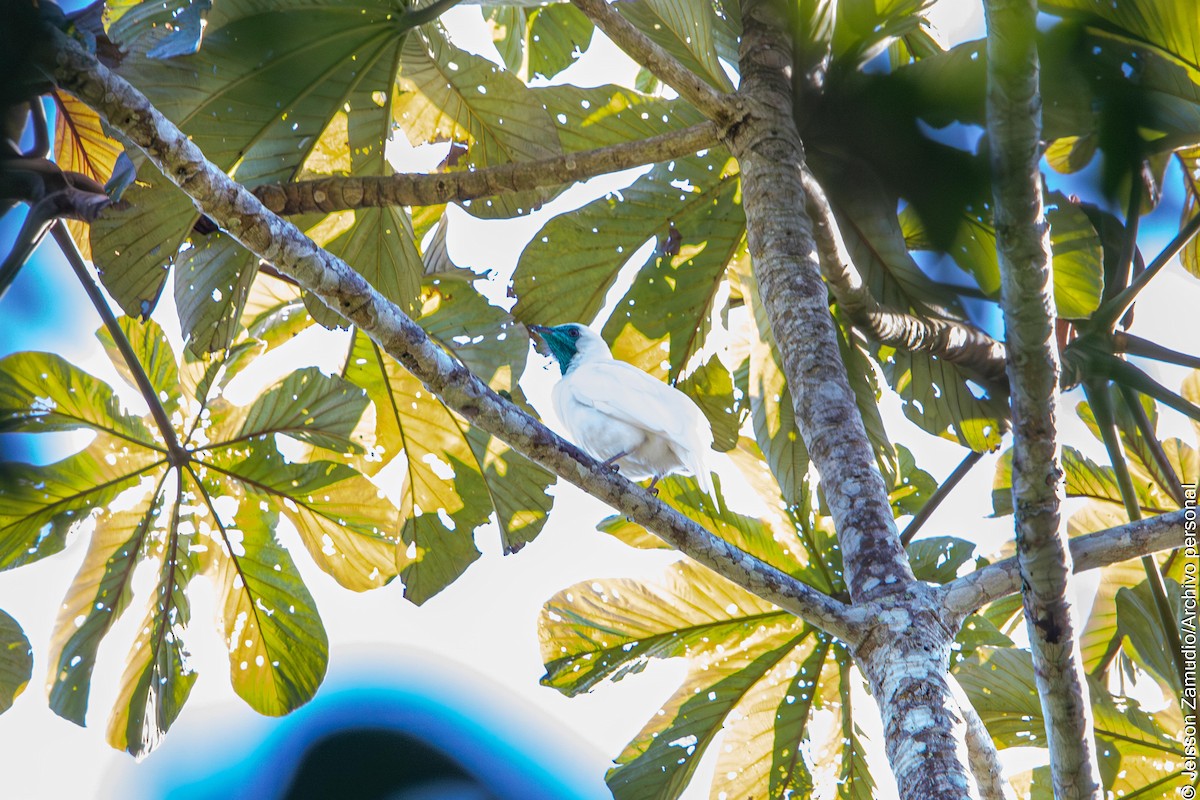 Bare-throated Bellbird - ML640884195