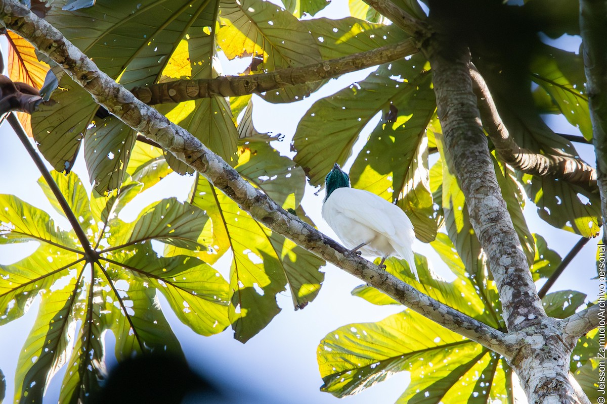 Bare-throated Bellbird - ML640884196