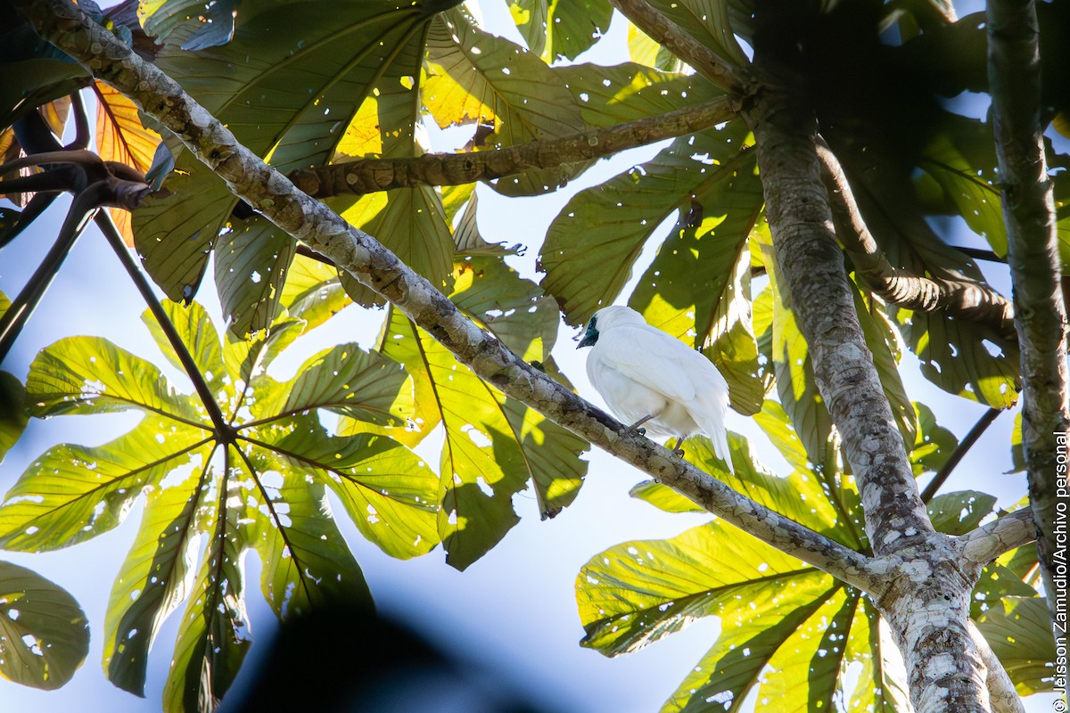 Bare-throated Bellbird - ML640884197