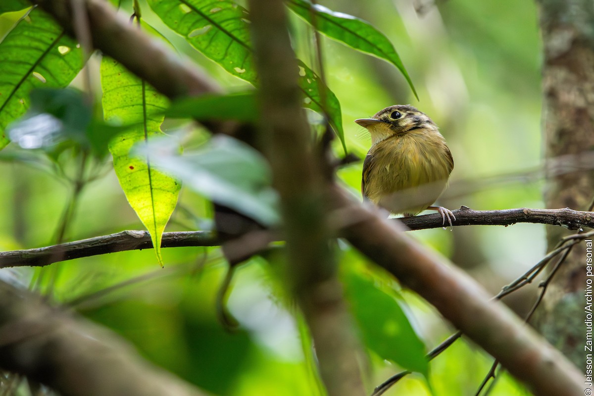 White-throated Spadebill - ML640884238