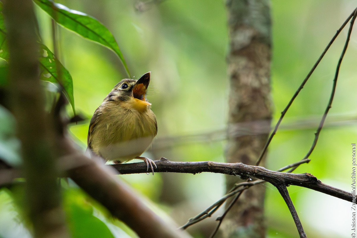 White-throated Spadebill - ML640884239