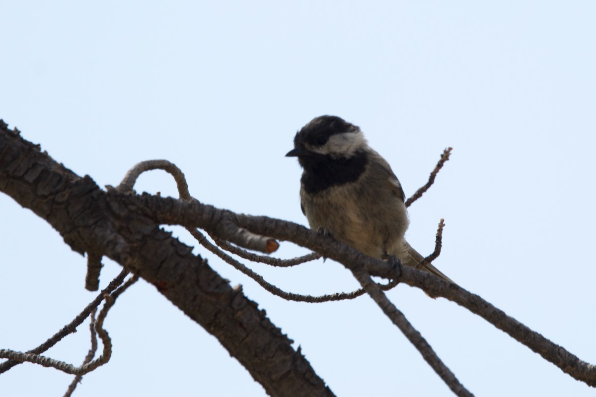 Mexican Chickadee - ML640884265