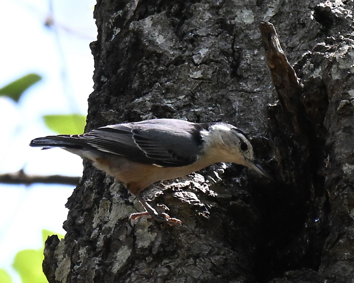 Weißbrustkleiber - ML640884266