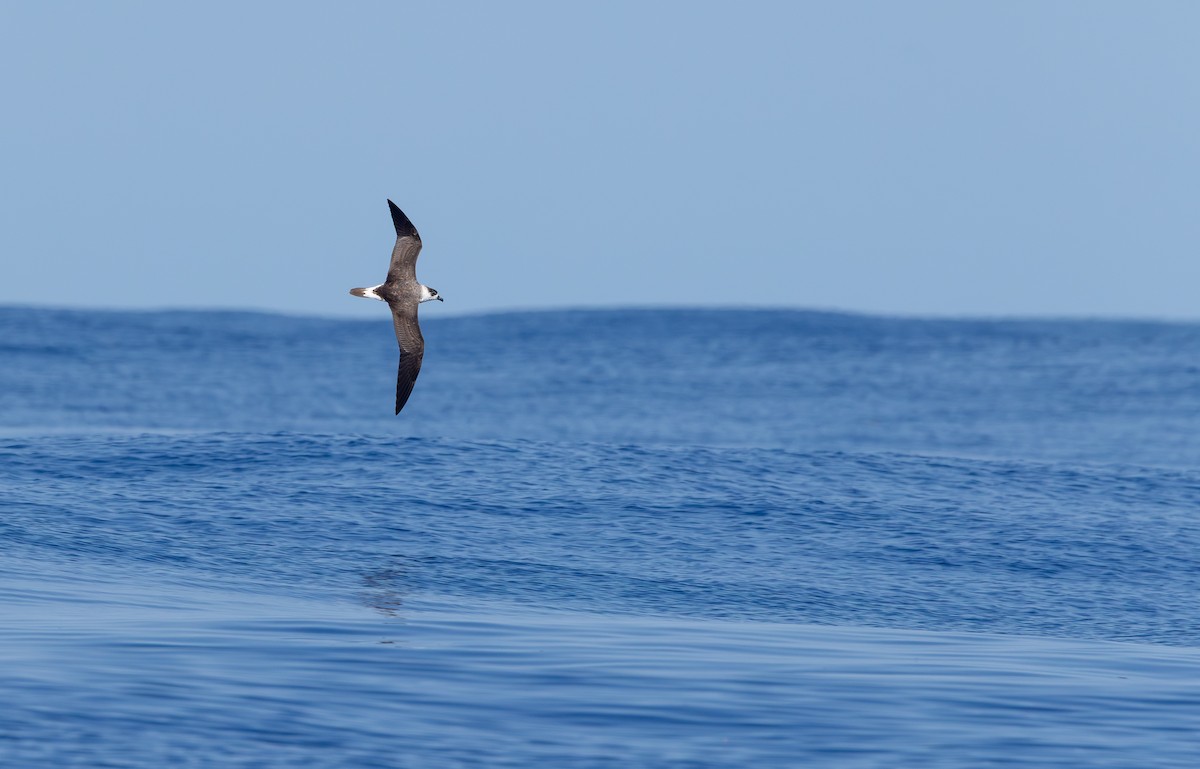 Black-capped Petrel - ML640884362