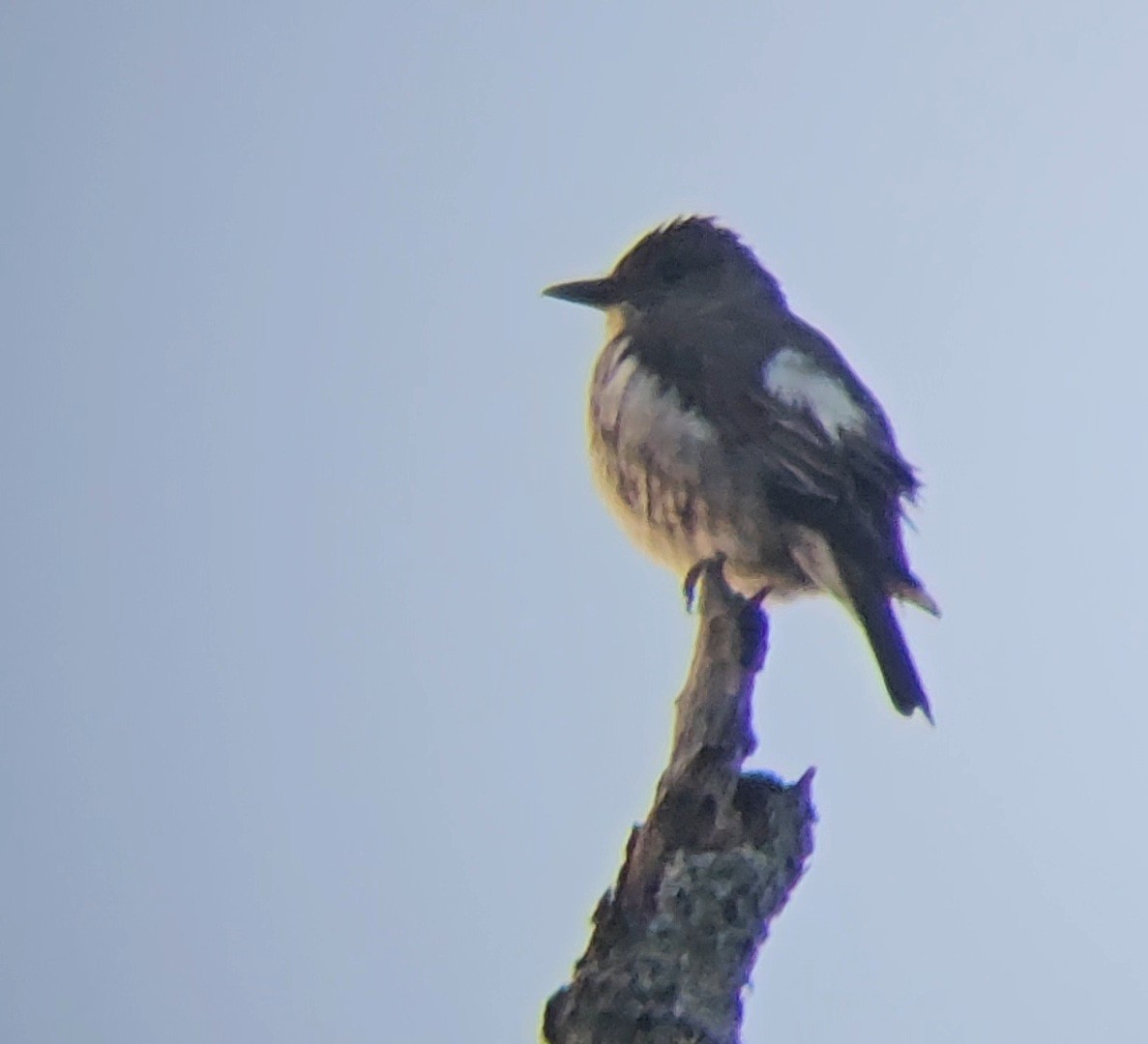 jakkepivi - ML640884382