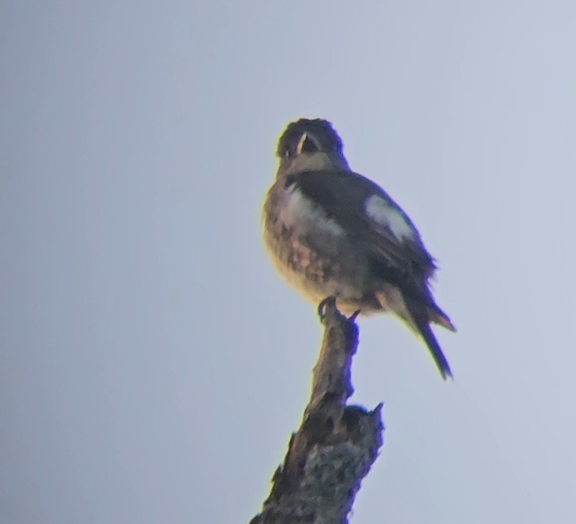 jakkepivi - ML640884383