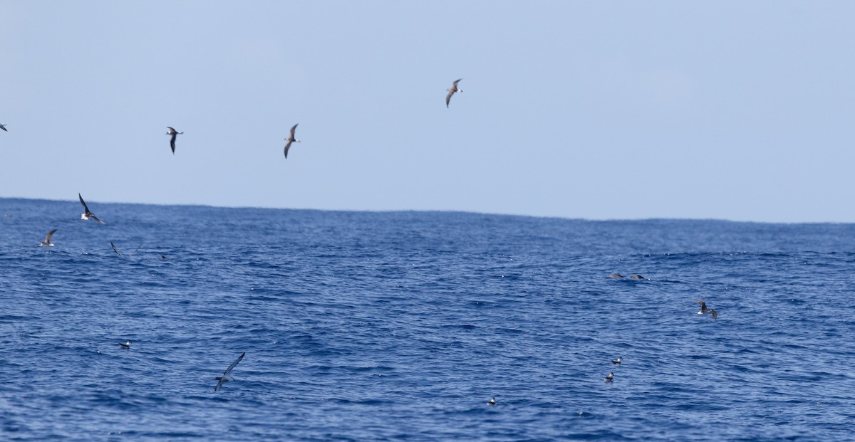 Black-capped Petrel - ML640884389