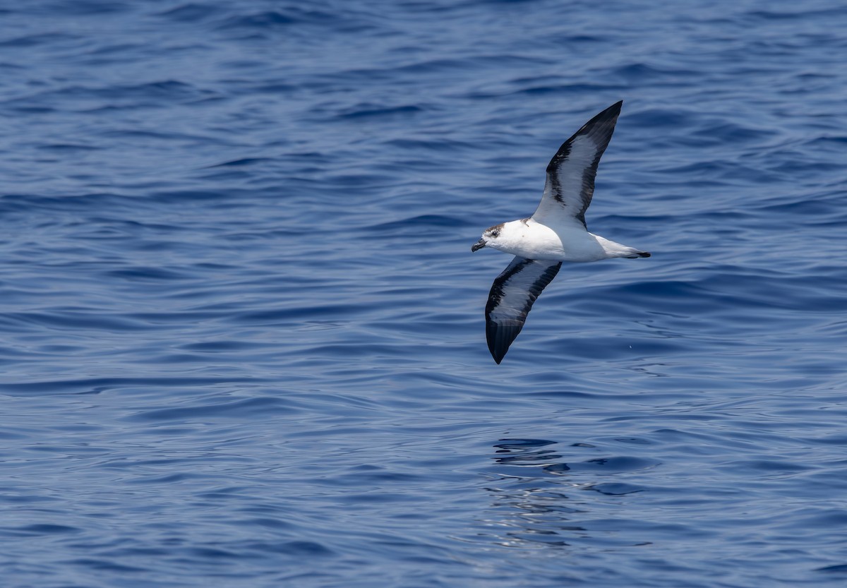 Black-capped Petrel (White-faced) - ML640884416