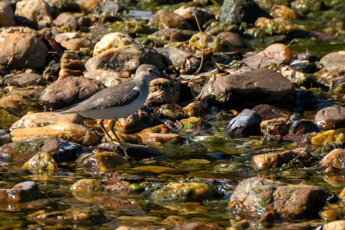 Spotted Sandpiper - ML640884449