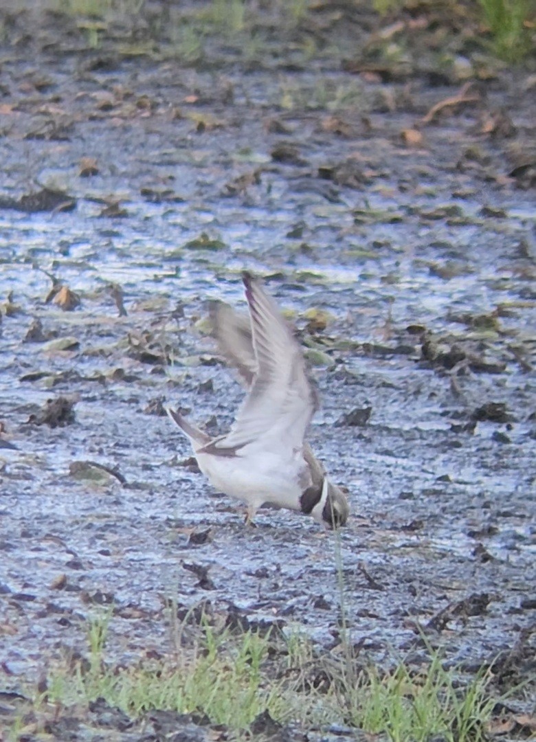 Semipalmated Plover - ML640884486