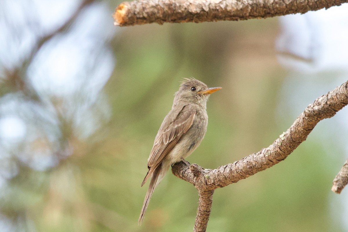 Greater Pewee - ML640884498