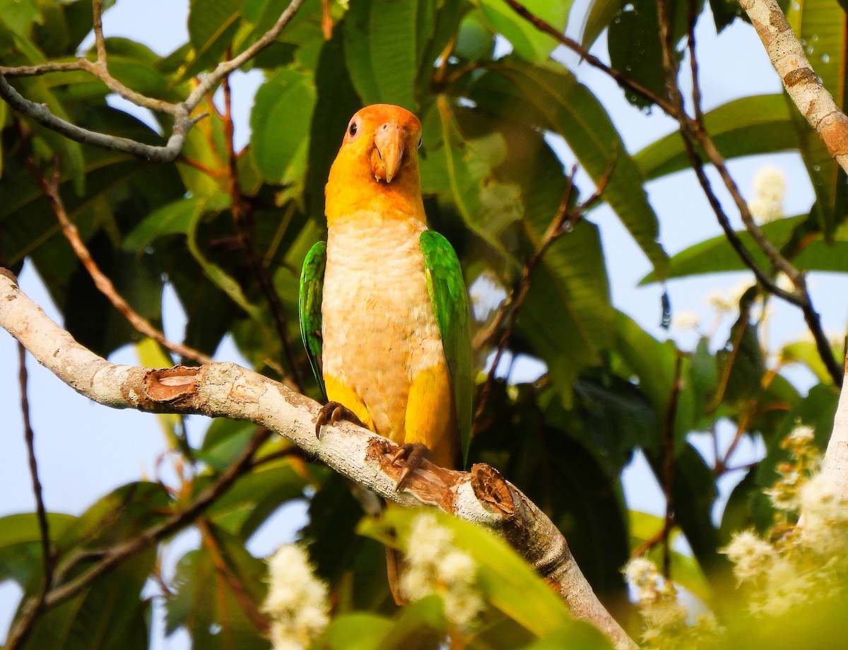 White-bellied Parrot - ML640884517