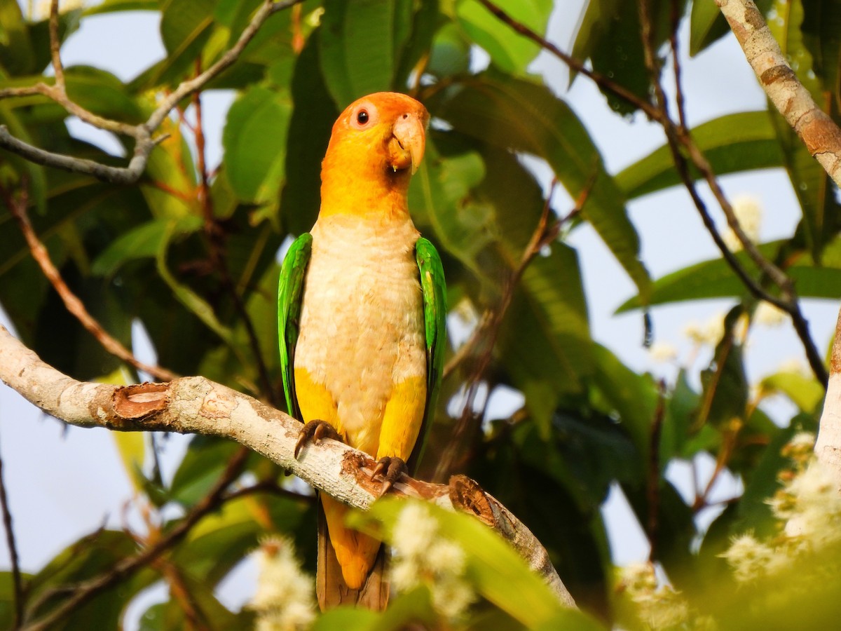 White-bellied Parrot - ML640884518