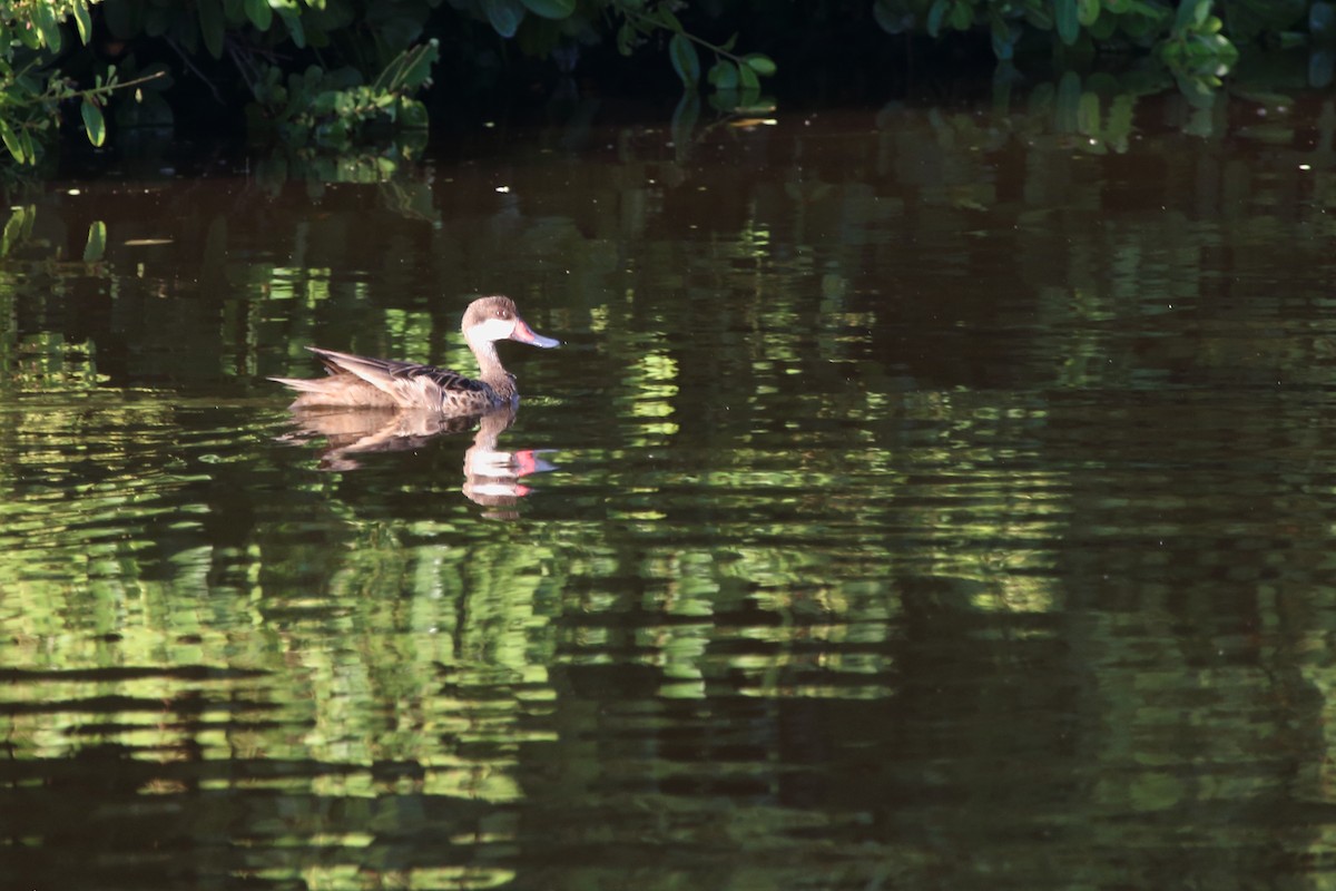 White-cheeked Pintail - ML640884579