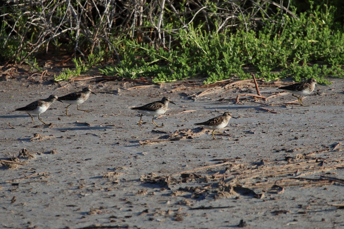 Least Sandpiper - ML640884592