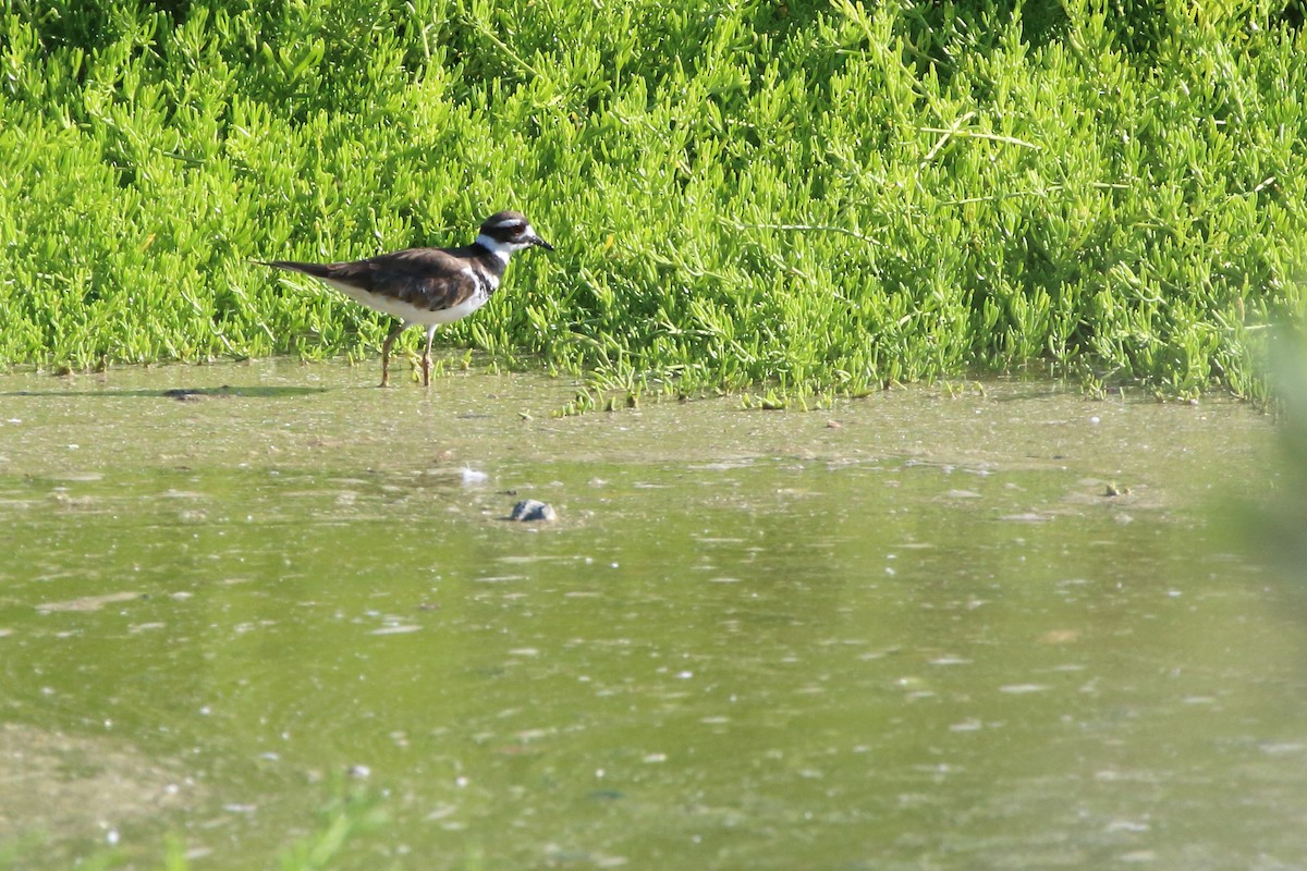 Killdeer - ML640884605