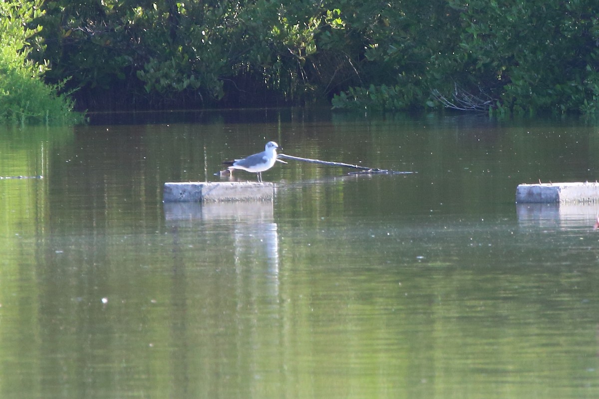 Laughing Gull - ML640884613