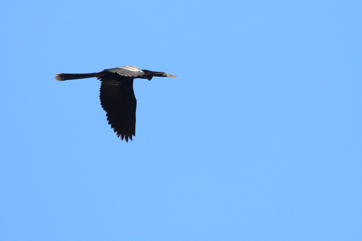 Anhinga - ML640884619