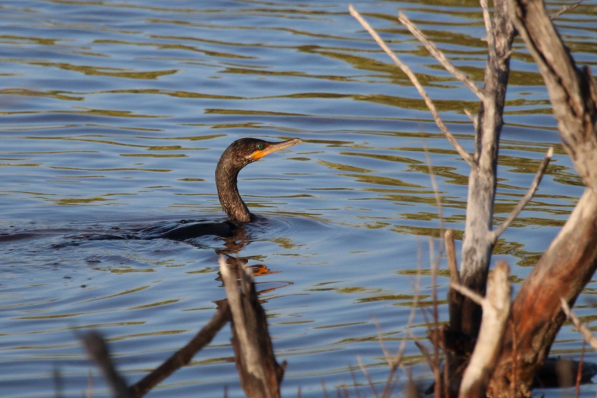 Neotropic Cormorant - ML640884628