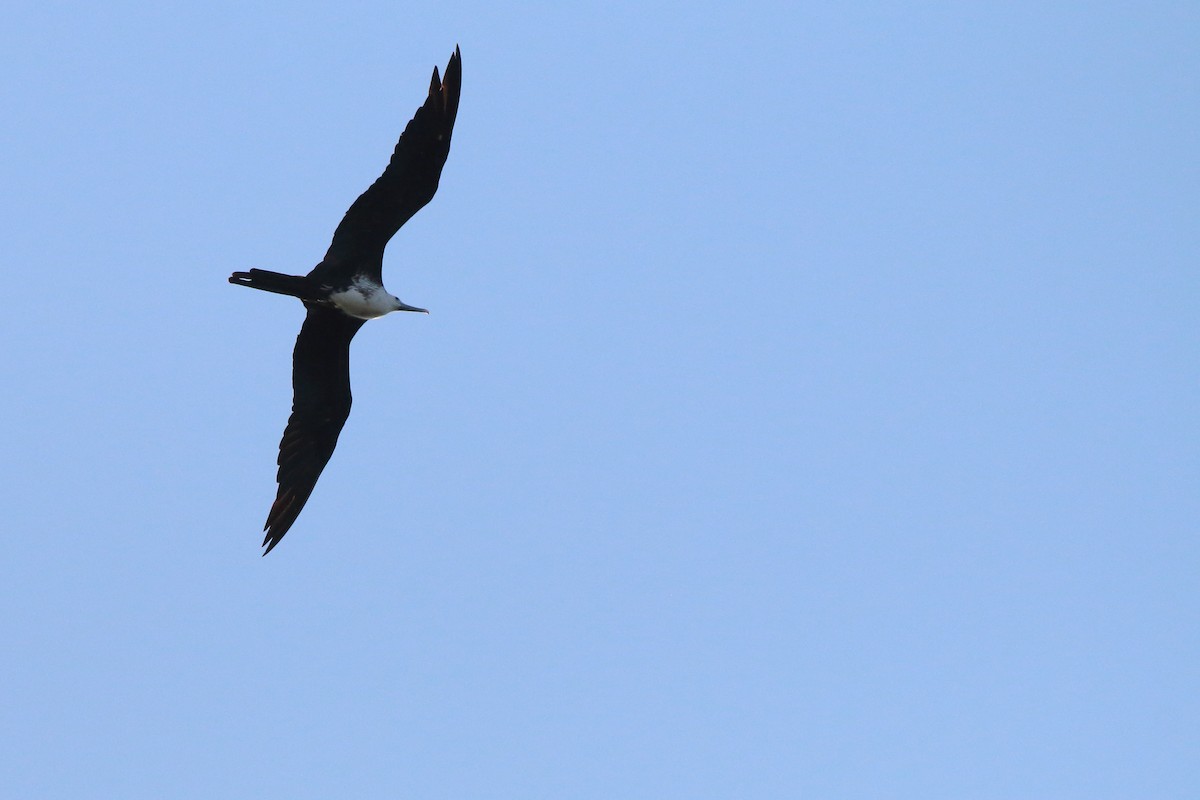 Magnificent Frigatebird - ML640884633