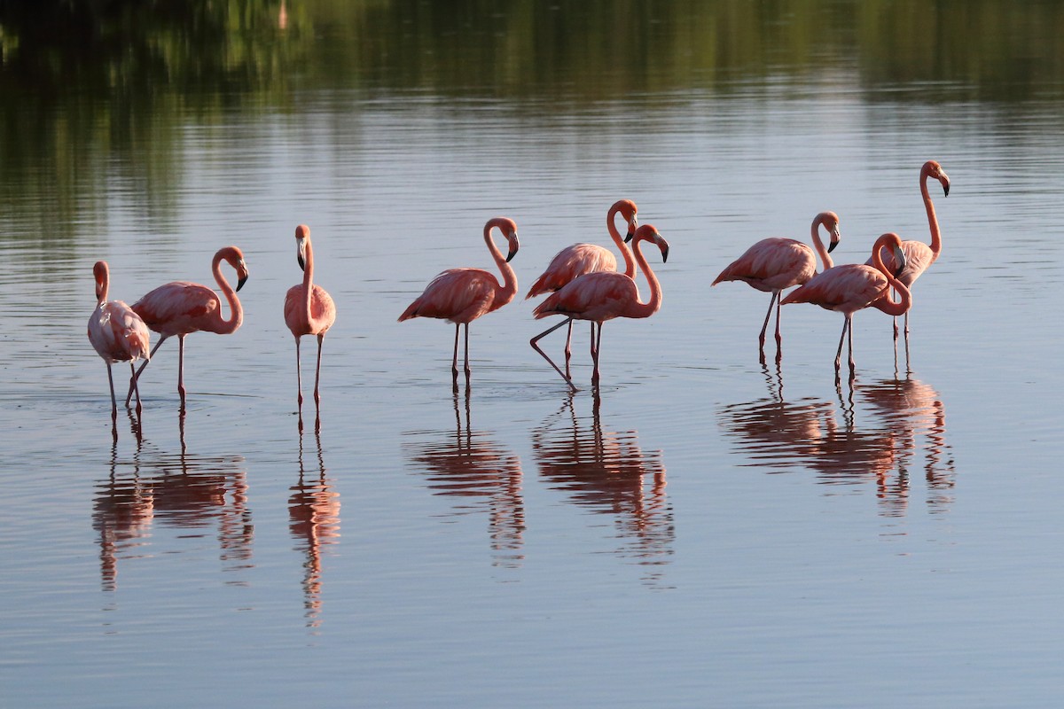 American Flamingo - ML640884643