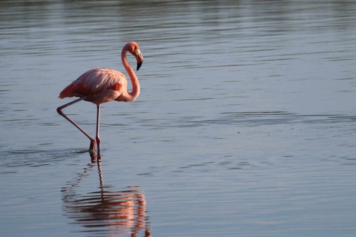 American Flamingo - ML640884646