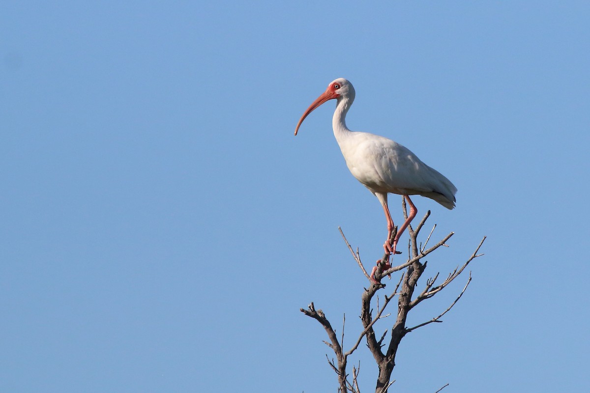 White Ibis - ML640884658
