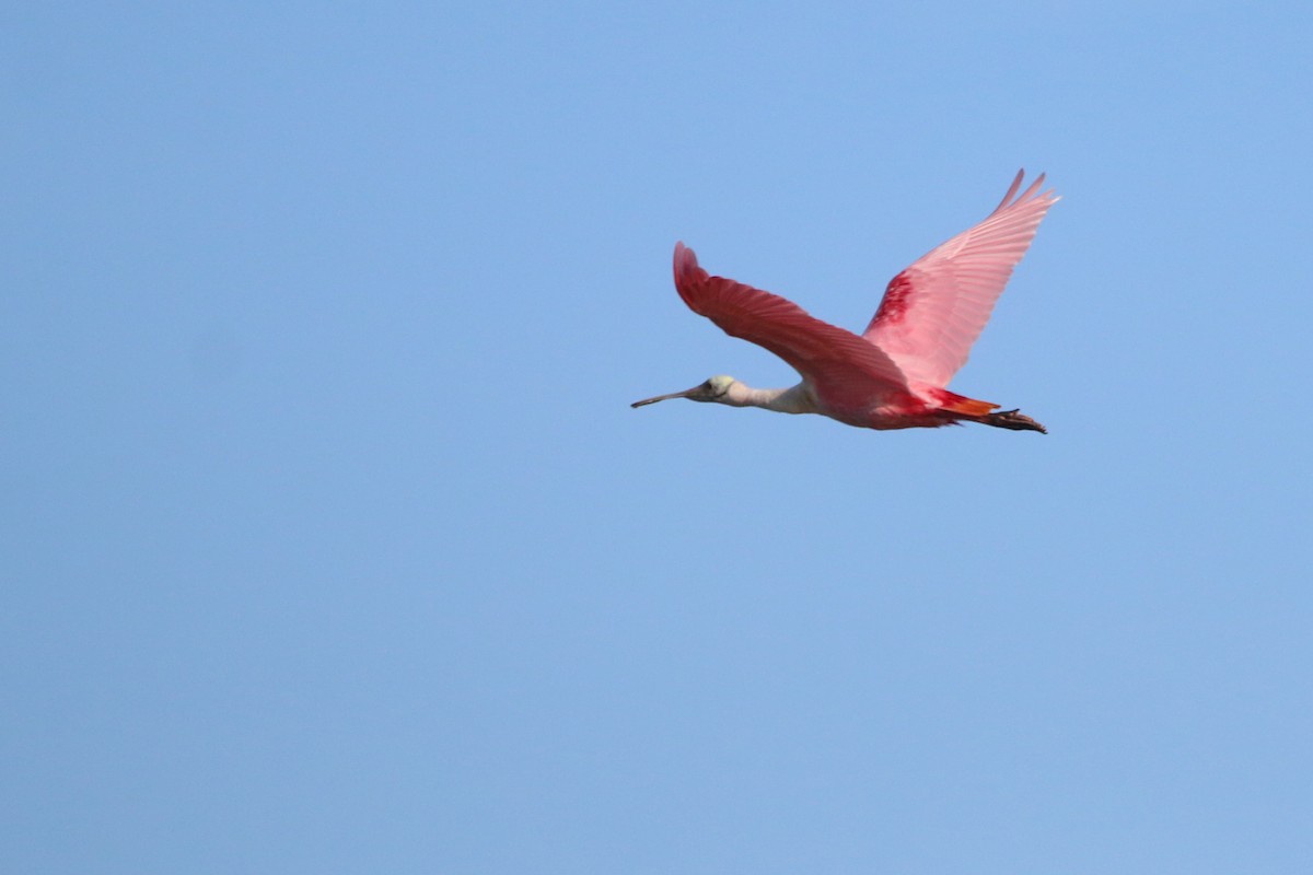Roseate Spoonbill - ML640884662