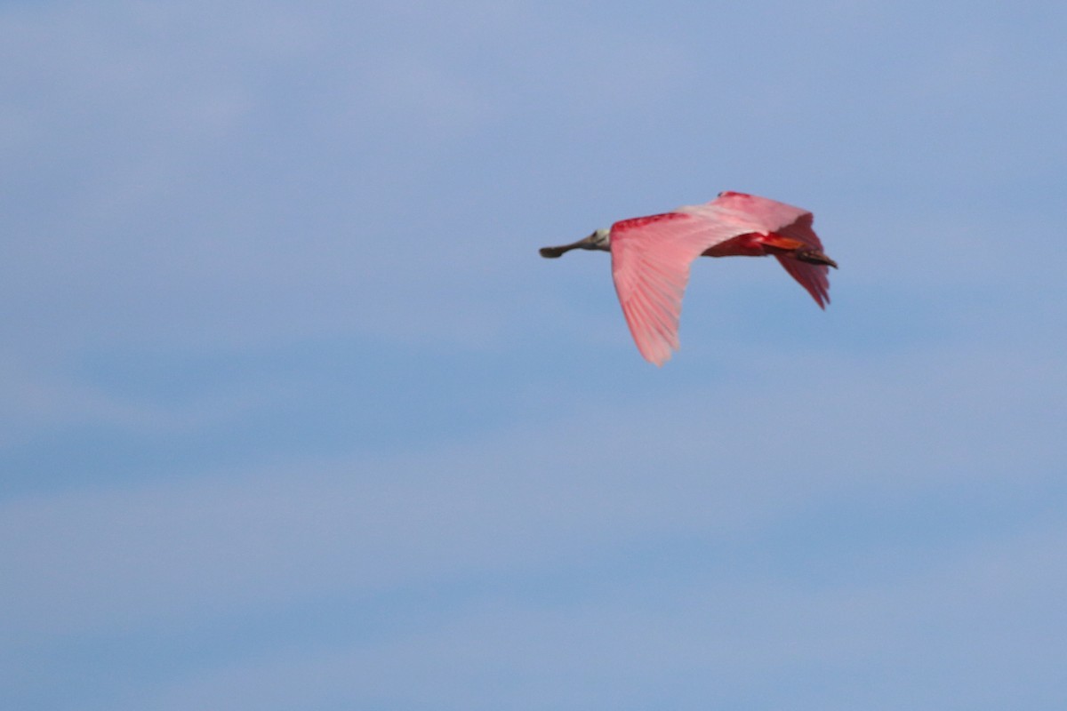Roseate Spoonbill - ML640884665