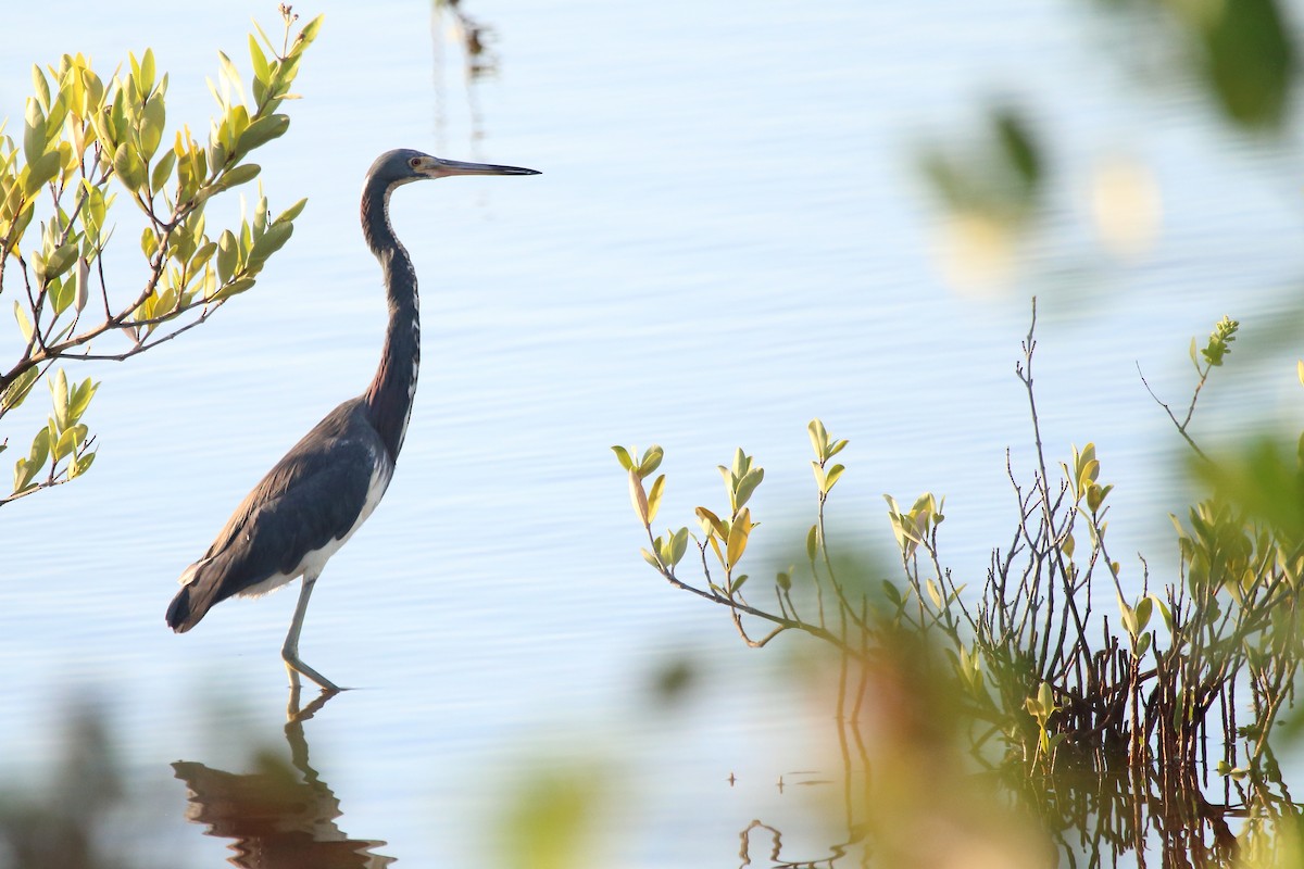 Tricolored Heron - ML640884670