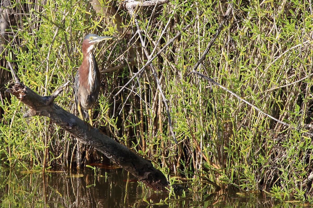Green Heron - ML640884673