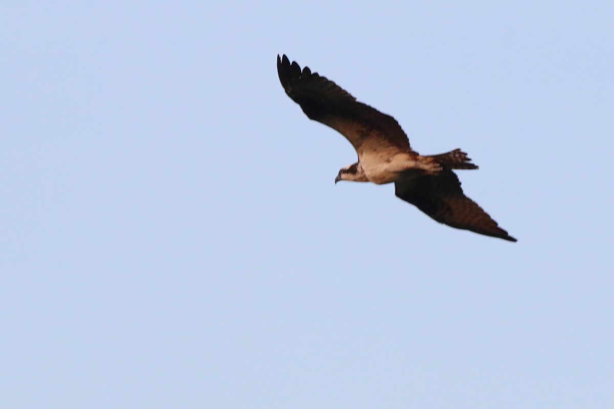 Osprey - ML640884699