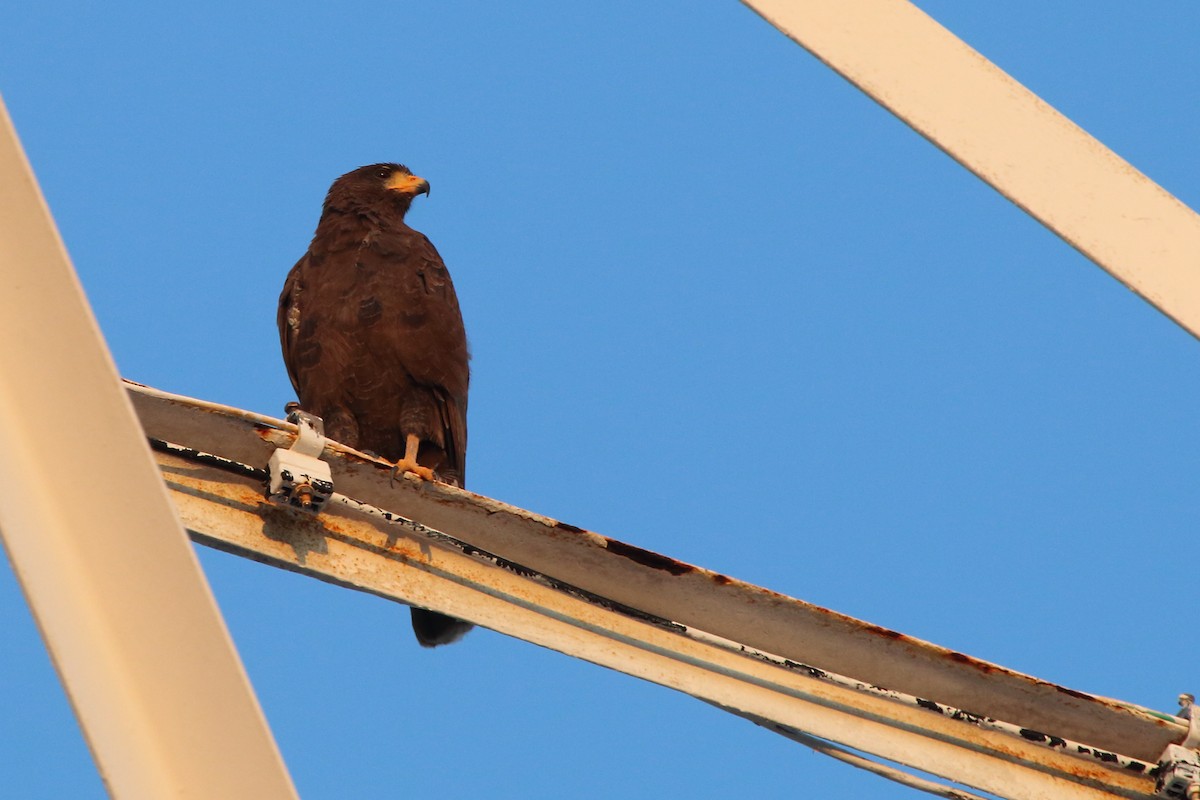 Cuban Black Hawk - ML640884710