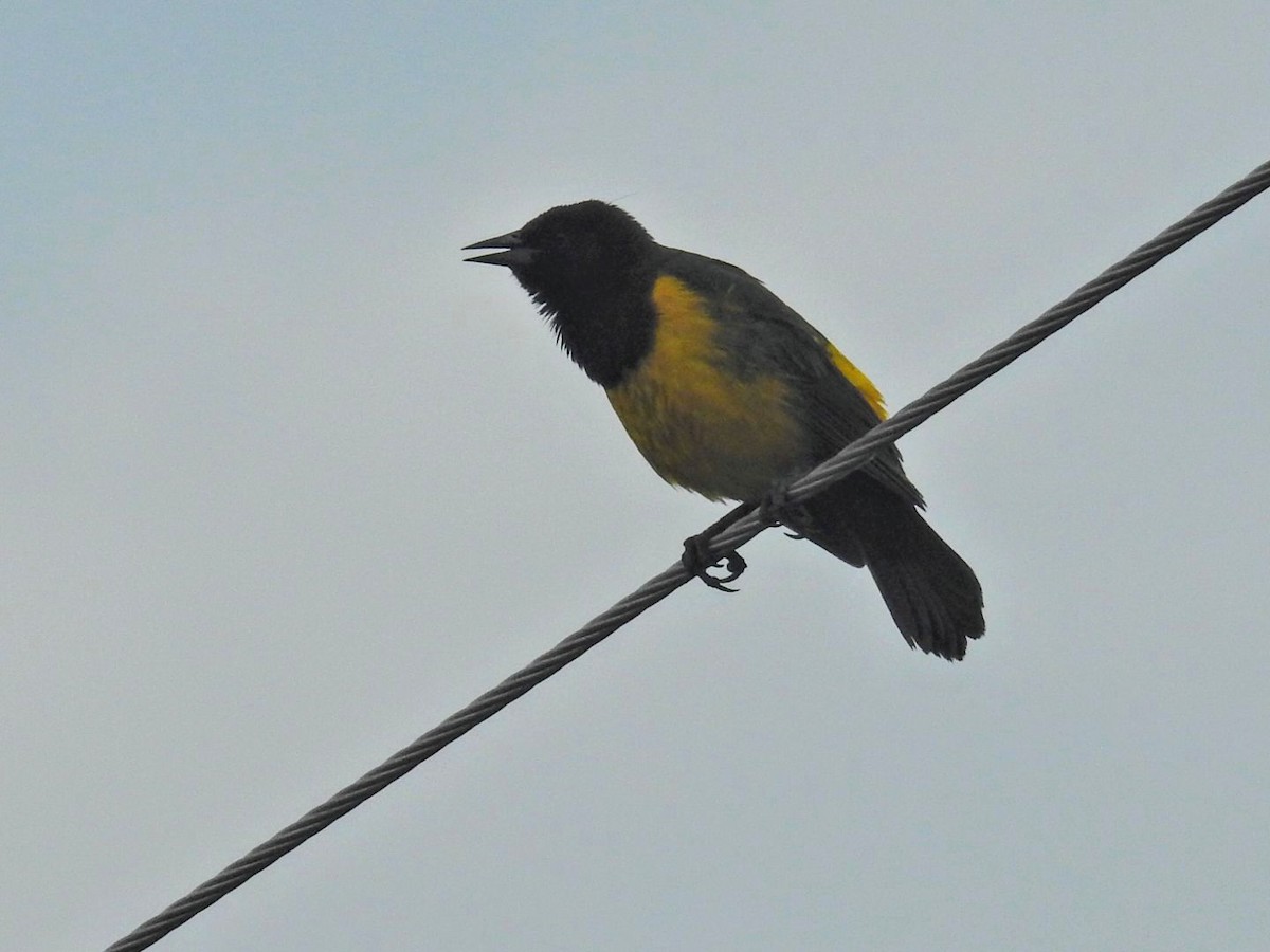 Yellow-rumped Marshbird - ML640884735