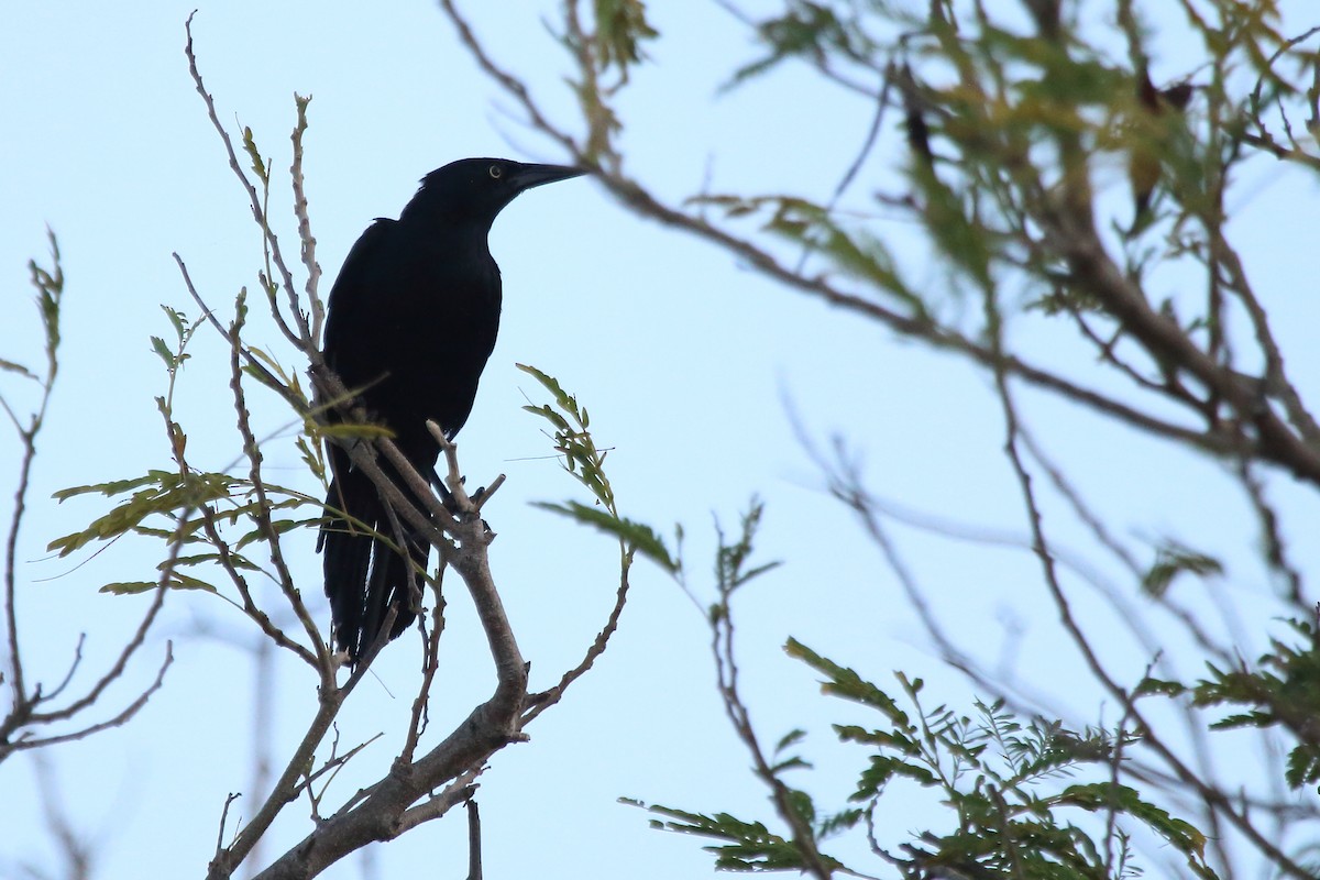Greater Antillean Grackle - ML640884736